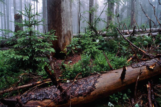 Waldabteilung Hochwinkel: Im Winter 1991 fegten die Stürme Vivian und Wiebke mit Windgeschwindigkeiten von 150 Stundenkilometern über die Bergkämme des Bayerischen Waldes und entwurzelten zahlreiche Fichten. Nachfolgend trocken heiße Sommer und eine Häufung von Samenjahren bewirkten eine zusätzliche Schwächung mit der Folge, dass es ab Juli 1995 in den natürlichen Fichtenwäldern des Nationalparks zu einem massiven Borkenkäferbefall kam. Doch bereits wenige Jahre später entwickelte sich unter dem Kronendach der abgestorbenen Altbäume aus Samen und bereits vorhandenem Jungwuchs wieder eine junge Waldgeneration. (NPV Bayer. Wald, 1998)