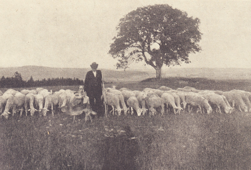 Datei:Weidewirtschaft 1919.jpg