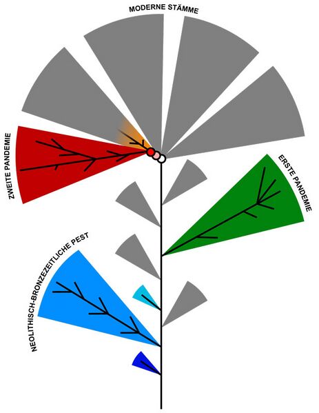 Datei:Schematischer Stammbaum Pesterreger.jpg