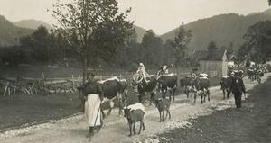Almabtrieb, wohl vor 1910, Almgebiet Grassauer Almen im Chiemgau. (Sammlung Olaf Gruß, Grassau)