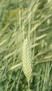 Urformen des Weizens: Emmer (Triticum dicoccum). (Foto: Bayerische Landesanstalt für Landwirtschaft, Institut für Pflanzenbau und Pflanzenzüchtung)