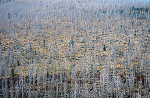 Waldabteilung Lusenwinkel: Stürme und nachfolgender Borkenkäferbefall sind neben Bränden die bedeutendsten Impulsgeber für die natürliche Walderneuerung in borealen Waldökosystemen. Die Bergfichtenwälder in den Kammlagen des Bayerischen und Böhmerwaldes sind Relikte dieses Waldtyps, die aufgrund der rauen Klimabedingungen hier seit dem Ende der Eiszeit überlebt haben und sich in der Regel großflächig verjüngen. (NPV Bayer. Wald, 2013)