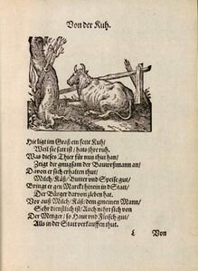 Von der Kuh. (in: Jost Ammann, Thierbuch Sehr künstliche vnd Wolgerissene Figuren von allerley Thieren durch die weitberühmten Jost Amman vnnd Bans Bocksperger sampt einer Beschreibung jhrer Art Natur vnd Eigenschafft auch kurtzweiliger Historien so darzu dienstlich. Menniglich zum besten in Reimen gestellt, 1592; Bayerische Staatsbibliothek, Res/4 Zool. 11 c)