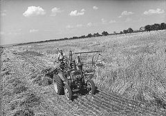 Bindemäher bei der Ernte, Gut Herrlehof bei Nordendorf, 1951. Rationalisierung und Technisierung der Landwirtschaft standen hoch im Kurs, die Dynamik des Strukturwandels spiegelt sich wieder im aufsteigenden Horizont des Bildes. Foto von Erika Groth-Schmachtenberger. (Haus der Bayerischen Geschichte)