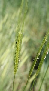Urformen des Weizens: Einkorn (Triticum monococcum). Eine der ältesten in Bayern angebauten Getreidearten. (Foto: Bayerische Landesanstalt für Landwirtschaft, Institut für Pflanzenbau und Pflanzenzüchtung)