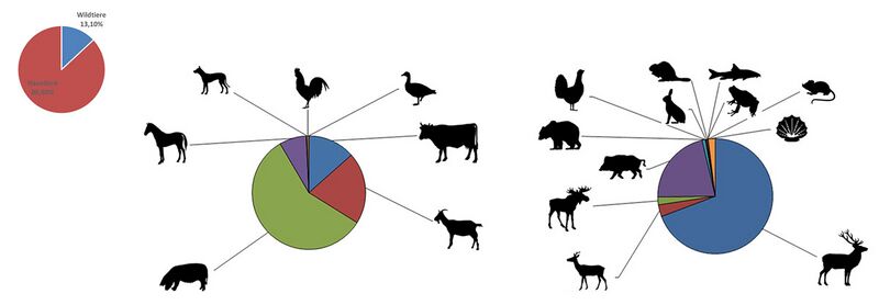 Datei:Tierknochen Veitsberg.jpg