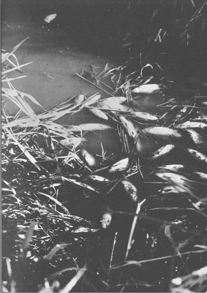 Datei:Artikel 46213 bilder value 8 naturschutz8.pdf