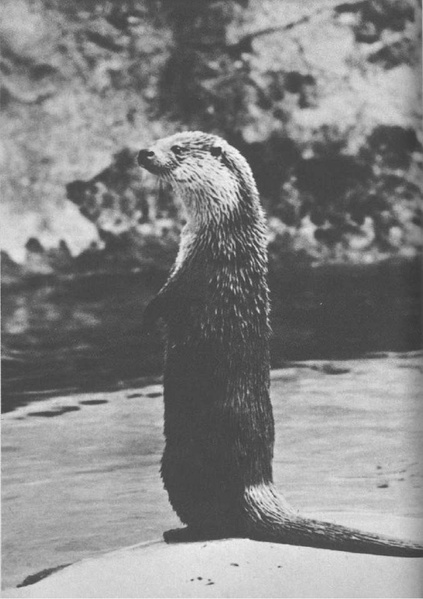 Datei:Artikel 46213 bilder value 8 naturschutz8.pdf