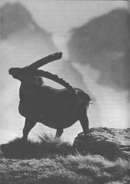 Datei:Artikel 46213 bilder value 8 naturschutz8.pdf