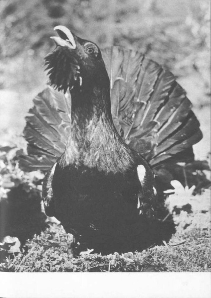 Datei:Artikel 46213 bilder value 8 naturschutz8.pdf