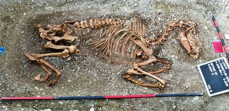 Abb. 7: Pasing (Stadt München), Pferdebestattung im frühmittelalterlichen Gräberfeld (Bef. 110). (X-Cavate Archaeology PartG, Mario Hölzl und Partner)