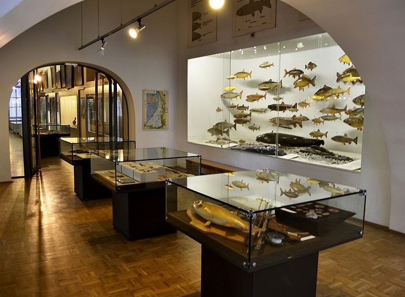 Datei:Deutsches Jagd- und Fischereimuseum Fischereiabteilung.jpg