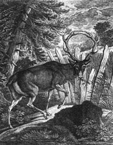 Hirsch mit zusammengewachsenem Geweih, dahinter ein Palisadenzaun, der das Kornfeld vor eindringendem Wild schützen soll. Radierung von J. E. Riedinger, Augsburg, um 1760. (Foto/Bildrechte: Museum Wald und Umwelt, Ebersberg)