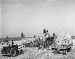 Eine Landwirtin mit ihren Gehilfen beim Dreschen von Weizen auf einem Feld in Aiterhofen, 1952. Bilder der Vollmechanisierung prägten die Sicht auf den landwirtschaftlichen Wandel, der die Produktion höherer Stückzahlen bei minimalem Einsatz von Personal notwendig machte. Foto von Erika Groth-Schmachtenberger. (Haus der Bayerischen Geschichte)