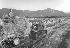 Sommerroggenernte mit einem Raupenschlepper der Moorwirtschafts-Außenstelle Mühleck, 1954. Weite Landschaft und fortschreitende Technik dominieren zunehmend die Bilder Groth-Schmachtenbergers ab den 1950er-Jahren. Foto von Erika Groth-Schmachtenberger. (Haus der Bayerischen Geschichte)