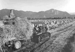 Sommerroggenernte mit einem Raupenschlepper der Moorwirtschafts-Außenstelle Mühleck, 1954. Weite Landschaft und fortschreitende Technik dominieren zunehmend die Bilder Groth-Schmachtenbergers ab den 1950er-Jahren. Foto von Erika Groth-Schmachtenberger. (Haus der Bayerischen Geschichte)
