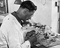 Der Zahntechniker August Goelders aus Riga bereitet im DP-Lager Amberg mit Material der UNRRA Health Division Gebisse vor. (United Nations-Archives, S-1058-0001-01-201)