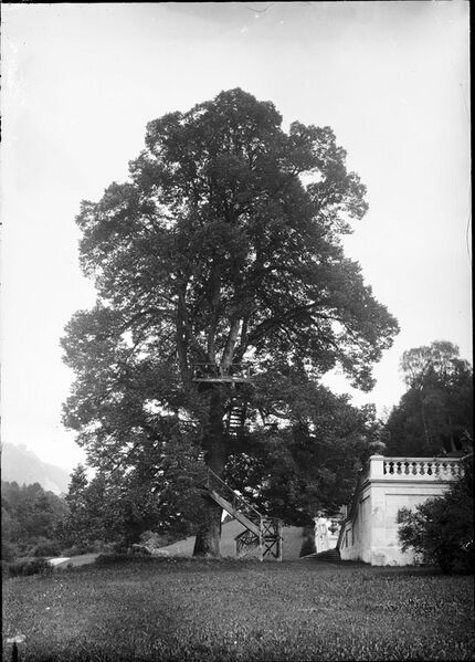 Datei:Koenigslinde Linderhof 1890 1900.jpg