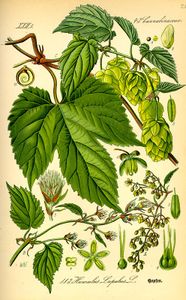 Hopfen (Humulus lupulus). Abb. aus: Prof. Dr. Otto Wilhelm Thomé: Flora von Deutschland, Österreich und der Schweiz. (Gemeinfrei via Wikimedia Commons)
