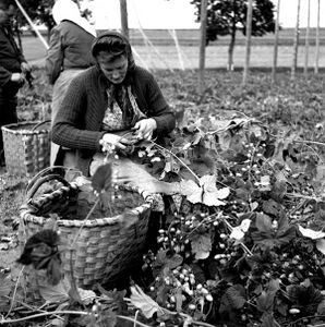 Hopfenernte bei Wolnzach, Lkr. Pfaffenhofen a.d.Ilm: Eine Frau mit Korb bei der Hopfenernte auf einem Feld, 1940. Motive des Ländlich-Weiblichen dominierten die volkskundliche Fotografie ab Ende der 1930er-Jahre und betonten die kriegswichtige Rolle der Frau an der sog. "Heimatfront". Foto von Erika Groth-Schmachtenberger. (Haus der Bayerischen Geschichte)