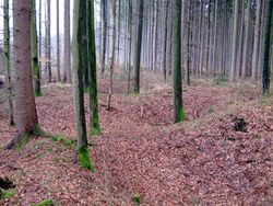 Verbrochene Schächte (Trichtergruben) mit Halden auf der Prügelleite bei Wehringen-Straßberg. (Foto M. Straßburger)