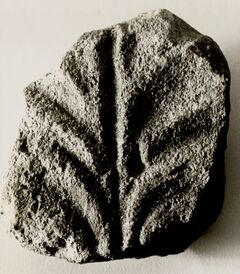Fragment mit Palmette, wohl von großem Kapitell. Fundort: Klosterkirche Benediktbeuern. Fotograf: Herrmann Dannheimer. (Archäologische Staatssammlung, sw_04298_a)