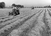 Weizenernte mit Mähdreschern der Marke Claas Typ "Europa" auf einem Feld der Gutsverwaltung Lerchenfeld bei Niedertraubling, 1961. Schlepper hatten das Gespannvieh längst ersetzt. Foto von Erika Groth-Schmachtenberger. (Haus der Bayerischen Geschichte)