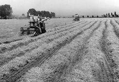 Weizenernte mit Mähdreschern der Marke Claas Typ "Europa" auf einem Feld der Gutsverwaltung Lerchenfeld bei Niedertraubling, 1961. Schlepper hatten das Gespannvieh längst ersetzt. Foto von Erika Groth-Schmachtenberger. (Haus der Bayerischen Geschichte)