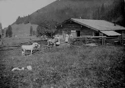 Fetzenalm, wohl vor 1910, Almgebiet Grassauer Almen im Chiemgau. (Sammlung Olaf Gruß, Grassau)