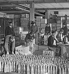 Bruchsicher in Strohhülsen und Holzkisten – Verpacken von Flaschenbier für den Export in der Löwenbrauerei, 1903. (Fotografie, Bayerisches Wirtschaftsarchiv F2, 9630)